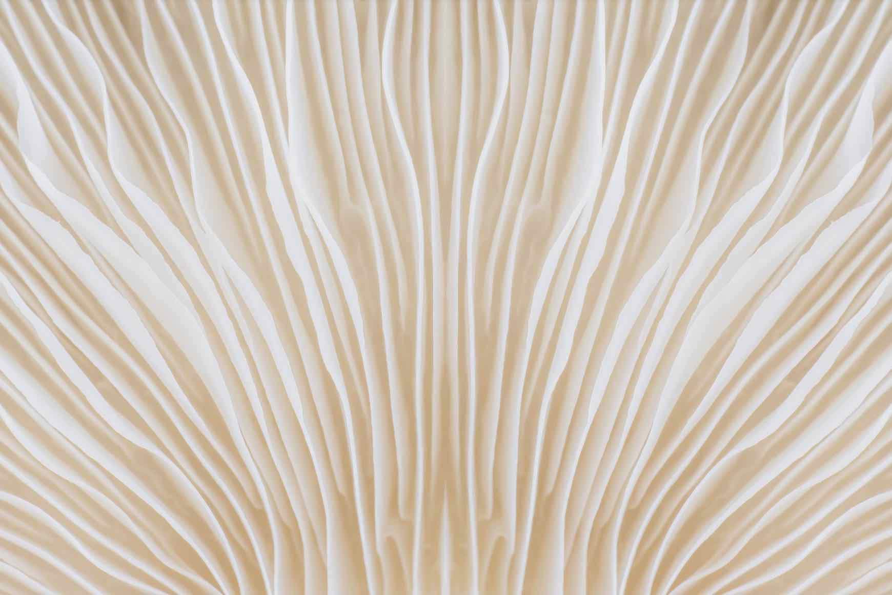 Sajor-Wall_Art-Pixalot