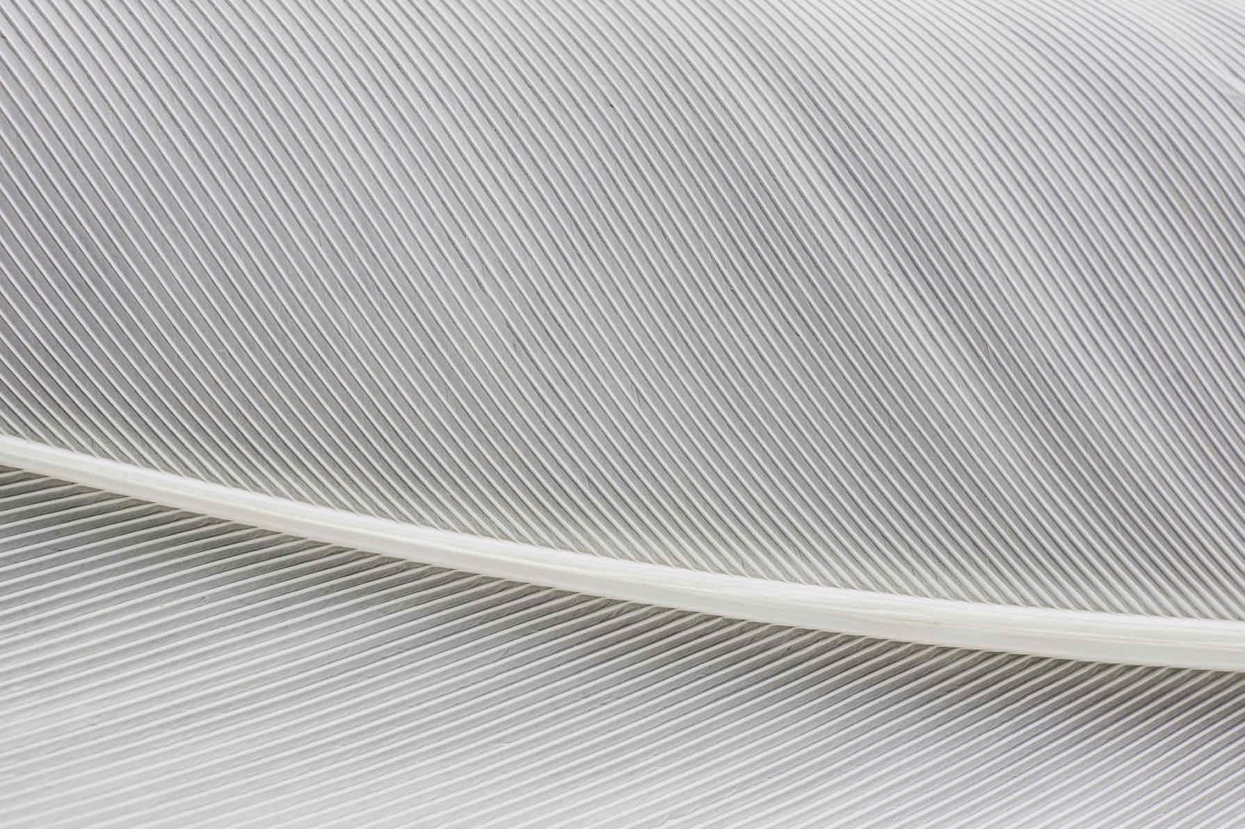 White Feather-Wall_Art-Pixalot