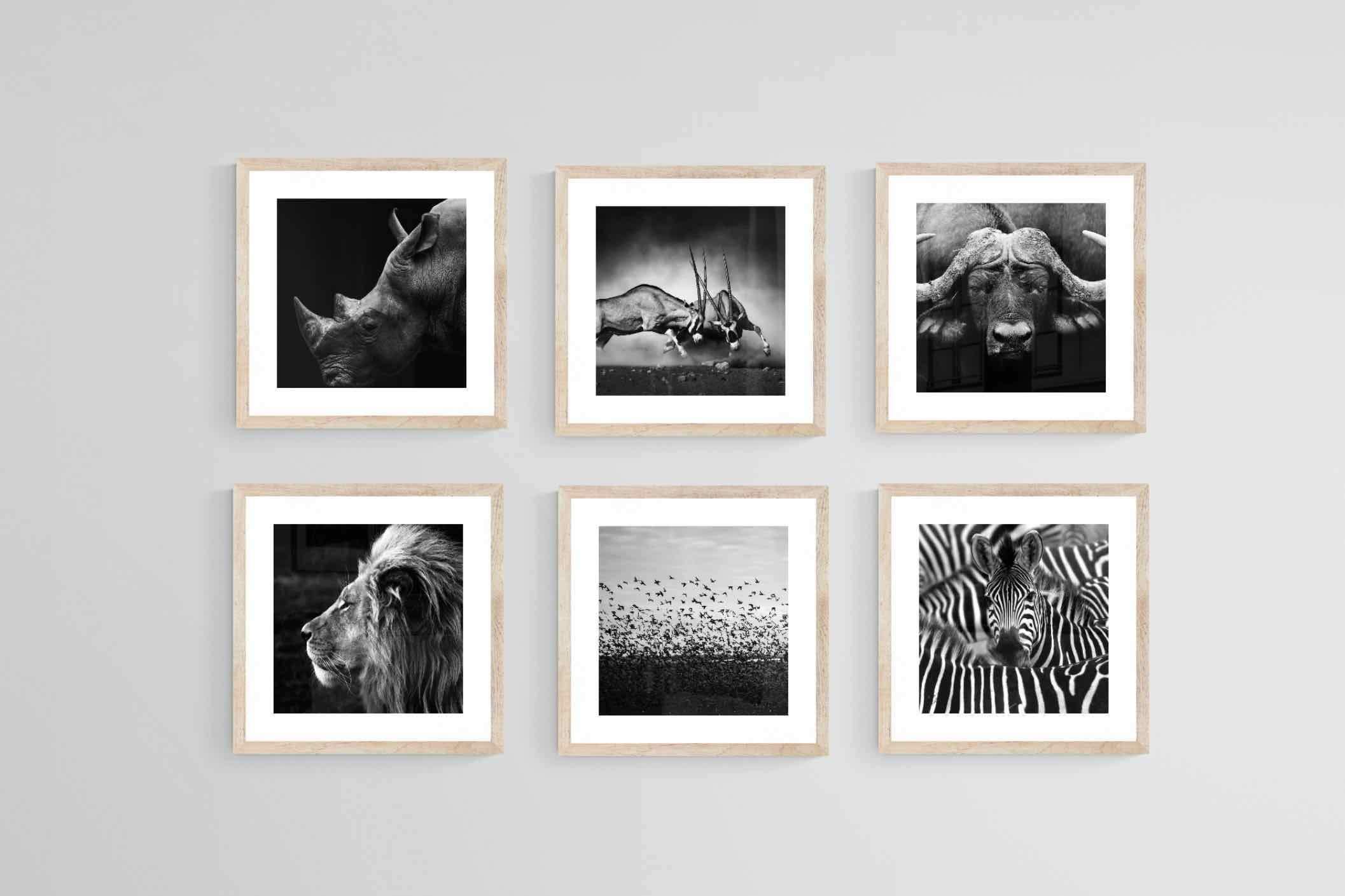 African Animals Set-Wall_Art-30 x 30cm (x6)-Framed Print-Wood-Pixalot