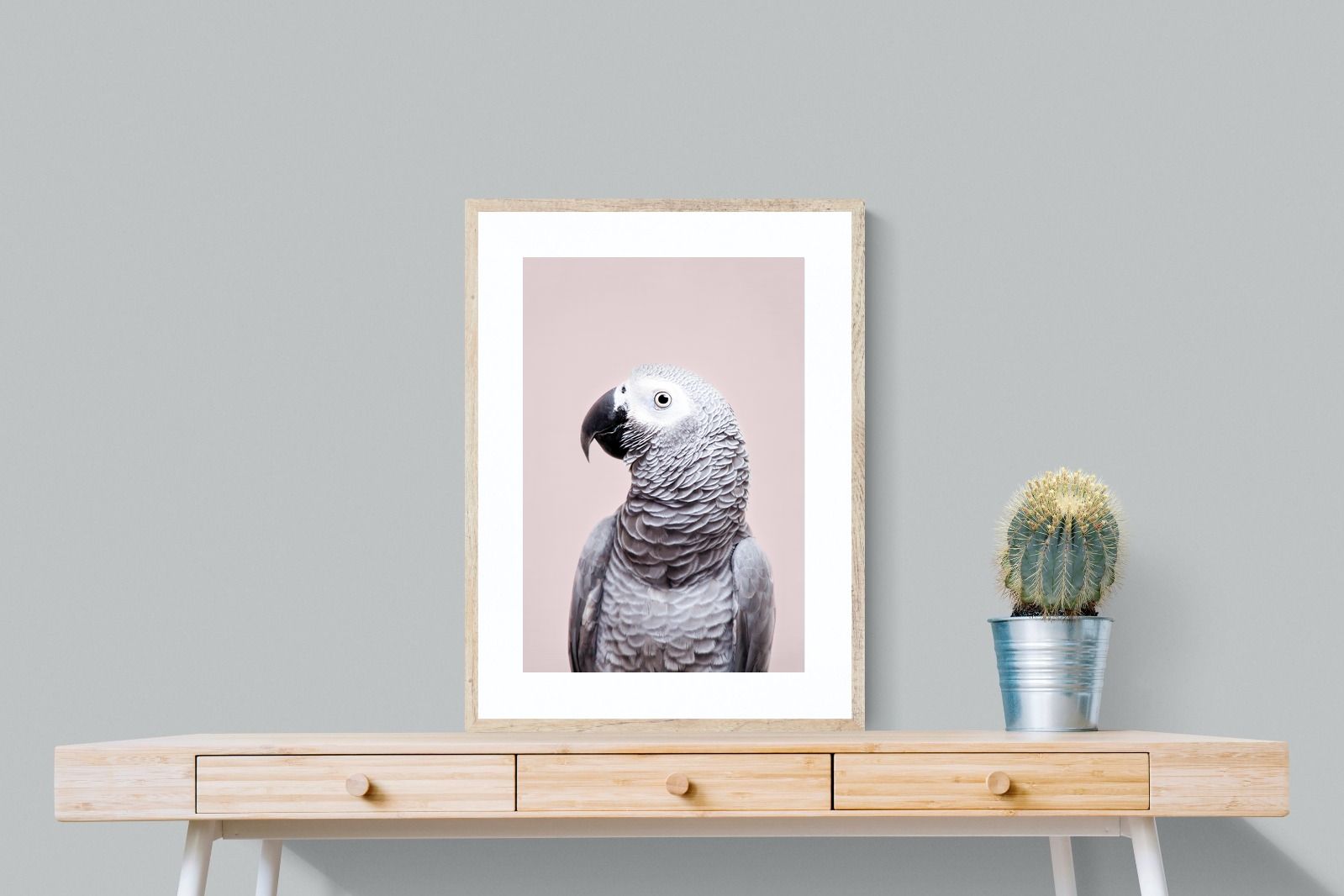 Pixalot African Grey