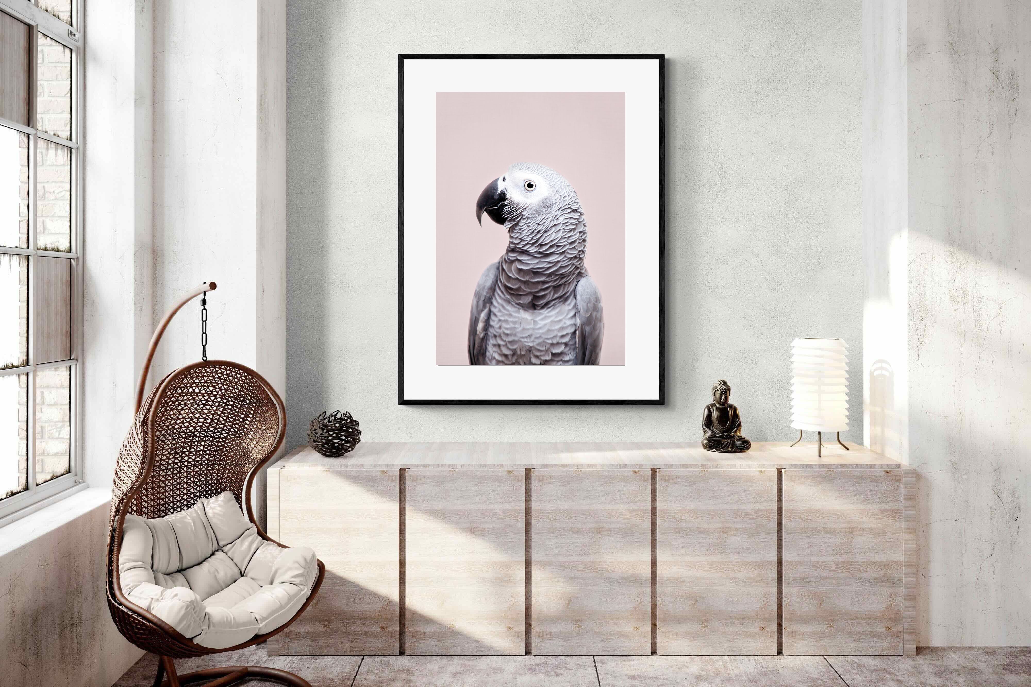 Pixalot African Grey