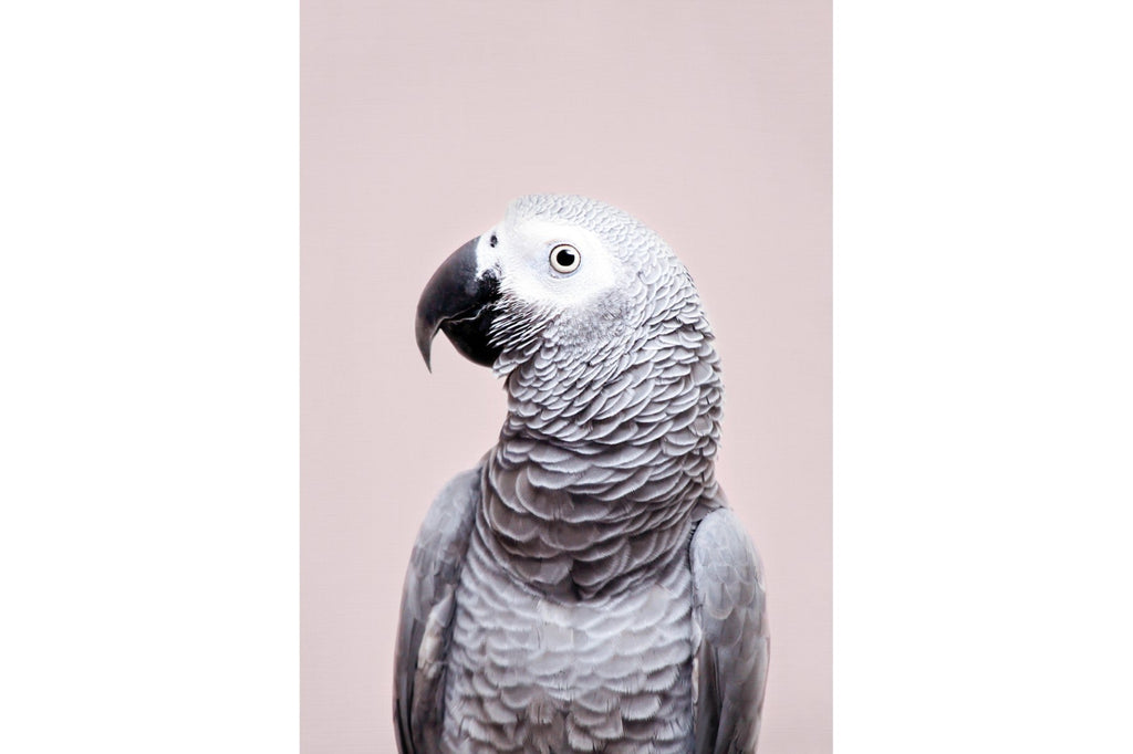 African Grey-Wall_Art-Pixalot