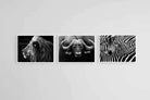 Animal Set-Wall_Art-60 x 45cm (x3)-Mounted Canvas-White-Pixalot