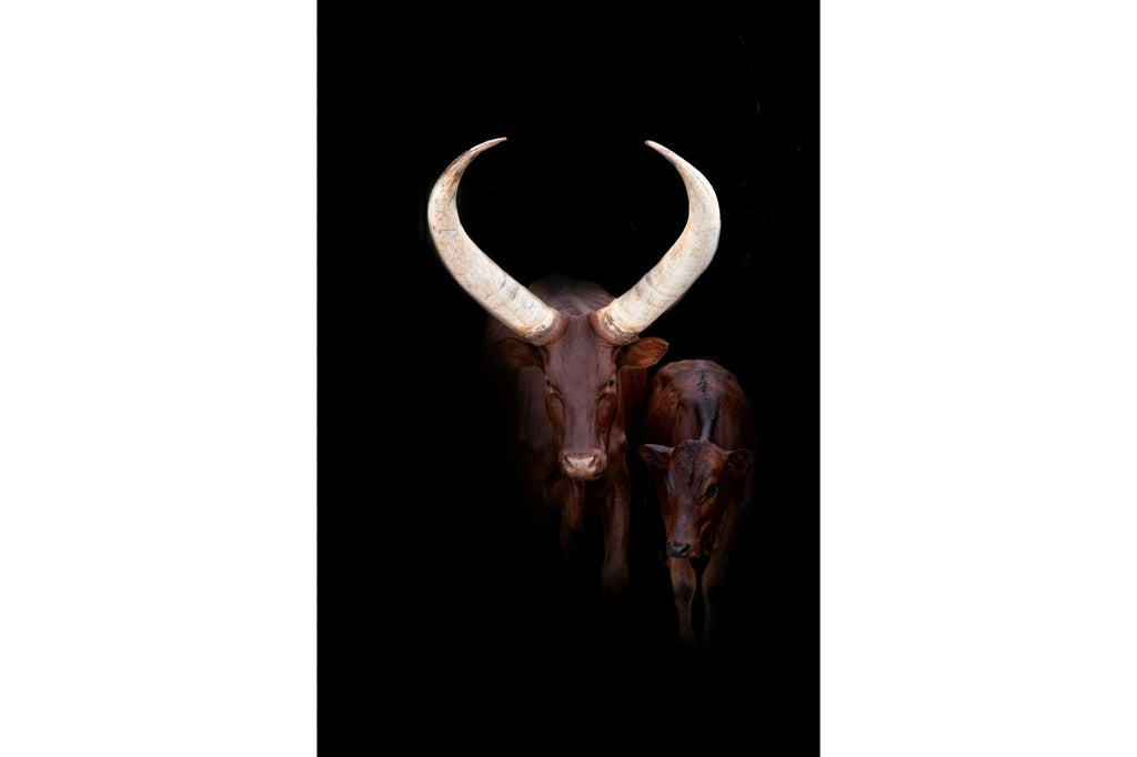 Ankole-Watusi Mother-Wall_Art-Pixalot