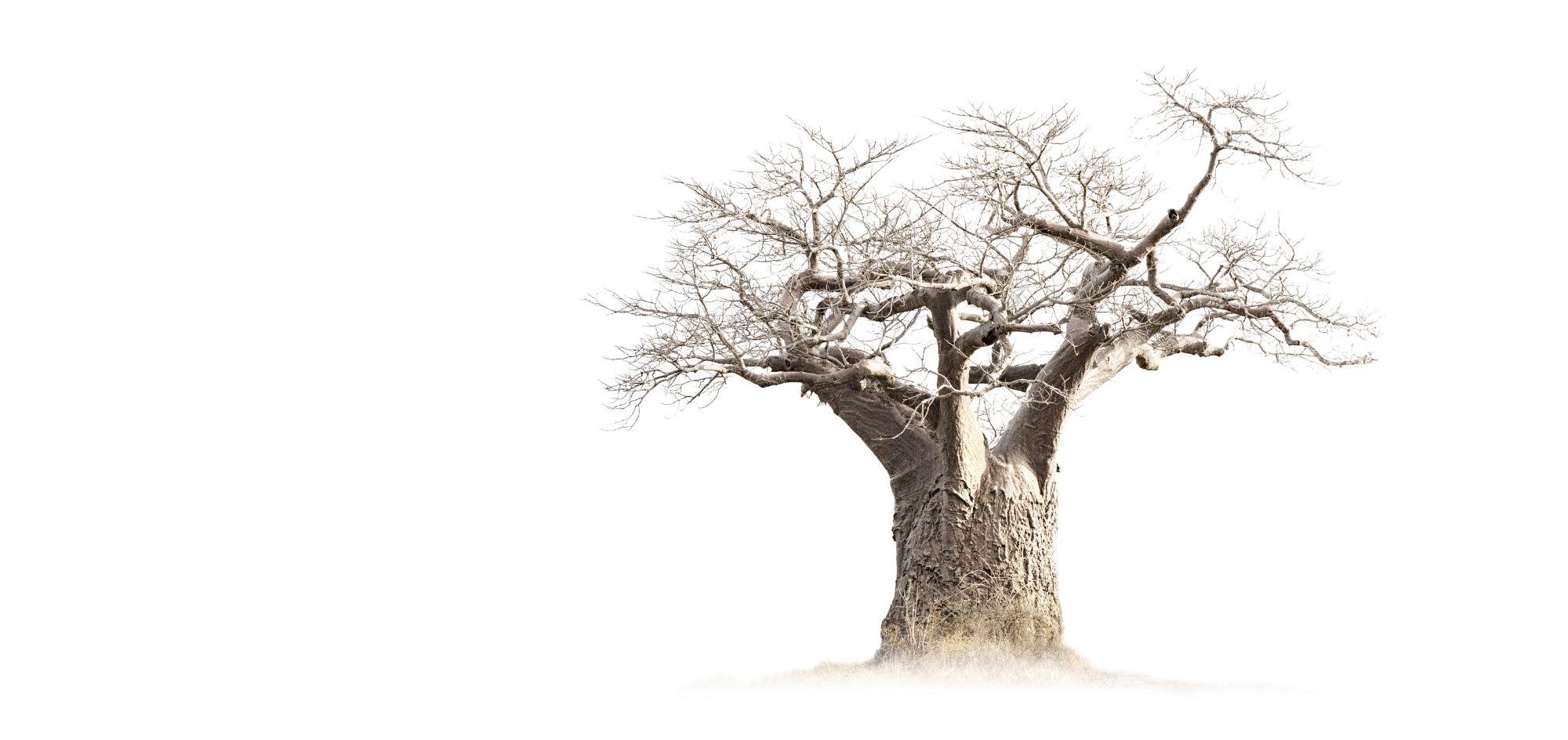 Baobab Whiteout-Wall_Art-Pixalot