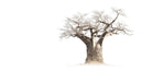 Baobab Whiteout-Wall_Art-Pixalot