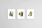 Belles Fleurs Naturels-Wall_Art-45 x 60cm (x3)-Framed Print-Wood-Pixalot