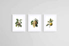 Belles Fleurs Naturels-Wall_Art-45 x 60cm (x3)-Framed Print-White-Pixalot