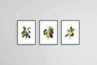 Belles Fleurs Naturels-Wall_Art-45 x 60cm (x3)-Framed Print-Black-Pixalot