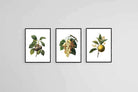 Belles Fleurs Naturels-Wall_Art-45 x 60cm (x3)-Mounted Canvas-Black-Pixalot