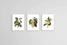 Belles Fleurs Naturels-Wall_Art-45 x 60cm (x3)-Mounted Canvas-Wood-Pixalot