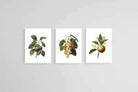 Belles Fleurs Naturels-Wall_Art-45 x 60cm (x3)-Mounted Canvas-No Frame-Pixalot