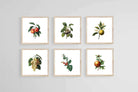 Belles Fleurs-Wall_Art-30 x 30cm (x6)-Mounted Canvas-Wood-Pixalot