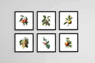 Belles Fleurs-Wall_Art-30 x 30cm (x6)-Mounted Canvas-Black-Pixalot