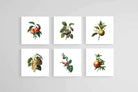 Belles Fleurs-Wall_Art-30 x 30cm (x6)-Mounted Canvas-No Frame-Pixalot