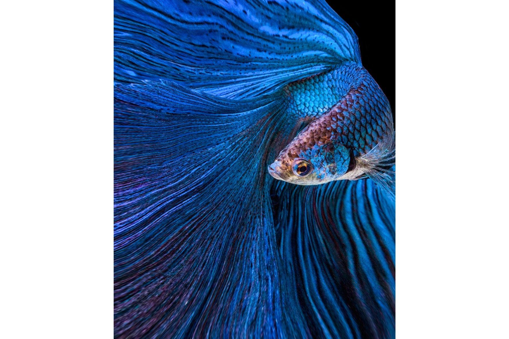 Betta Fish-Wall_Art-Pixalot