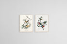 Birds of America Set-Wall_Art-45 x 60cm (x2)-Mounted Canvas-Wood-Pixalot