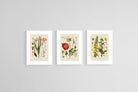 Botanical Illustration Set-Wall_Art-45 x 60cm (x3)-Framed Print-White-Pixalot