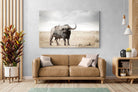 Pixalot Broad Buffalo