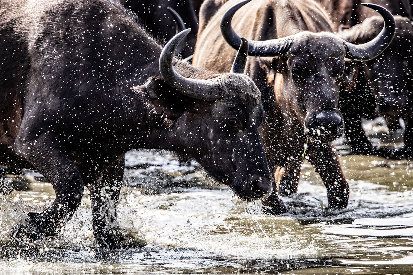 Buffalo Splash