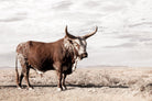 Bullish-Wall_Art-Pixalot