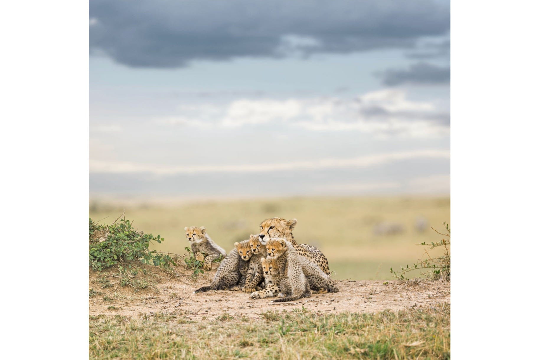 Cheetah Parenting-Wall_Art-Pixalot