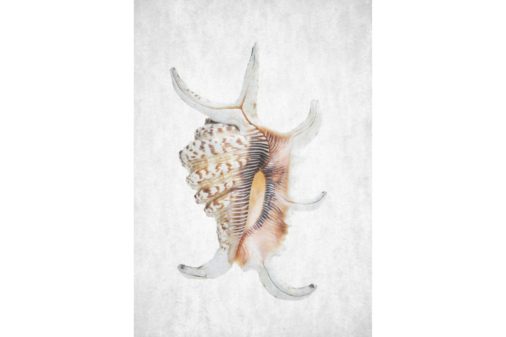 Conch-Wall_Art-Pixalot