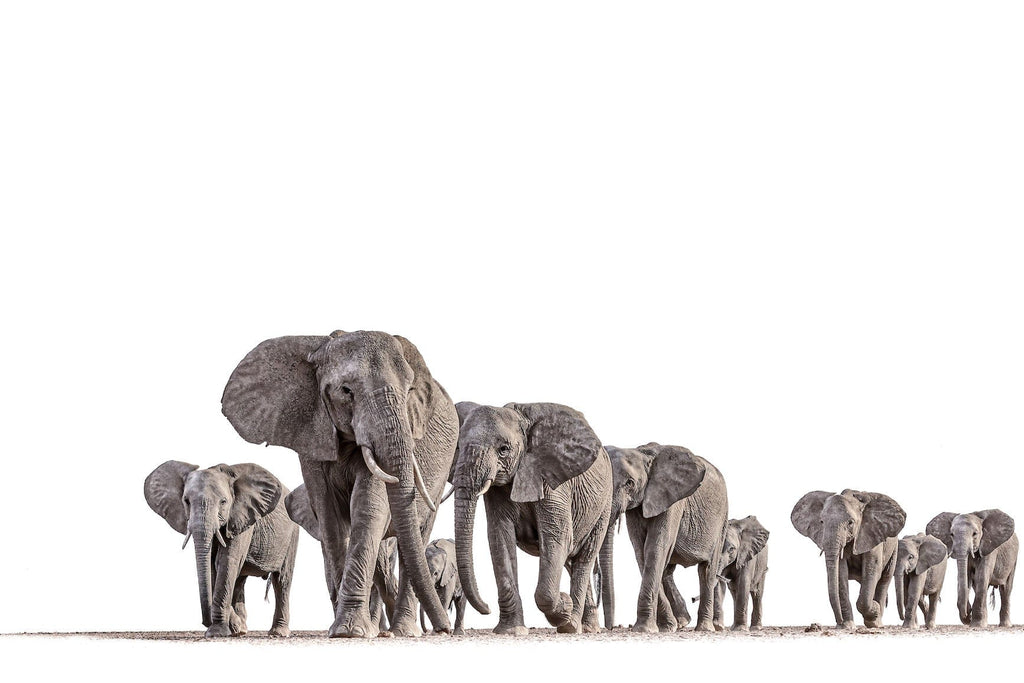 Elephant Convoy (high key)-Wall_Art-Pixalot