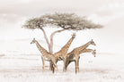Giraffe Conflab-Wall_Art-Pixalot