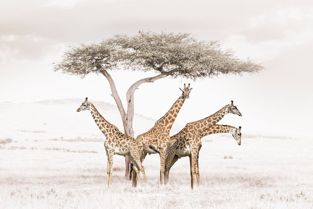 Giraffe Conflab-Wall_Art-Pixalot