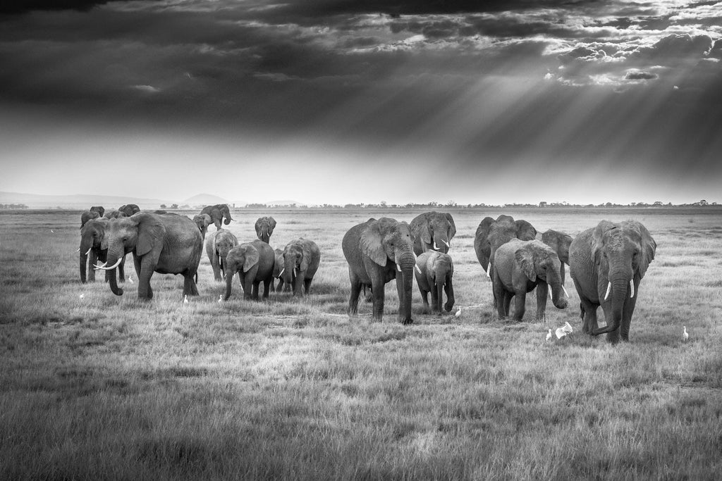 Grazing Elephants-Wall_Art-Pixalot