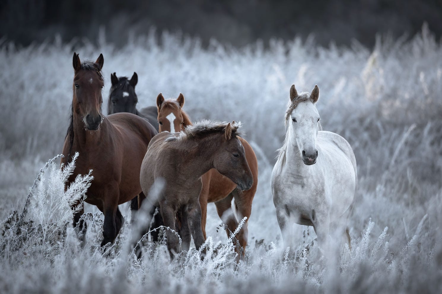 Grazing Horses-Wall_Art-Pixalot