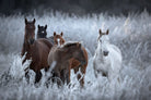 Grazing Horses-Wall_Art-Pixalot