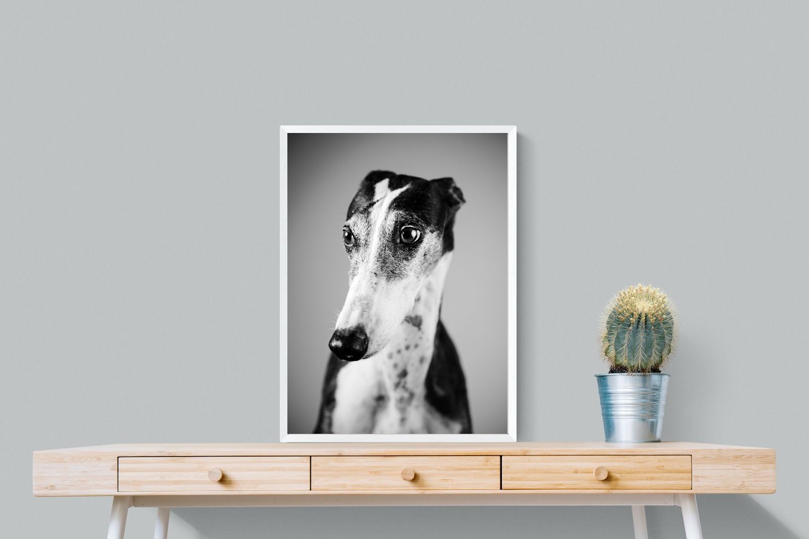 Pixalot Greyhound