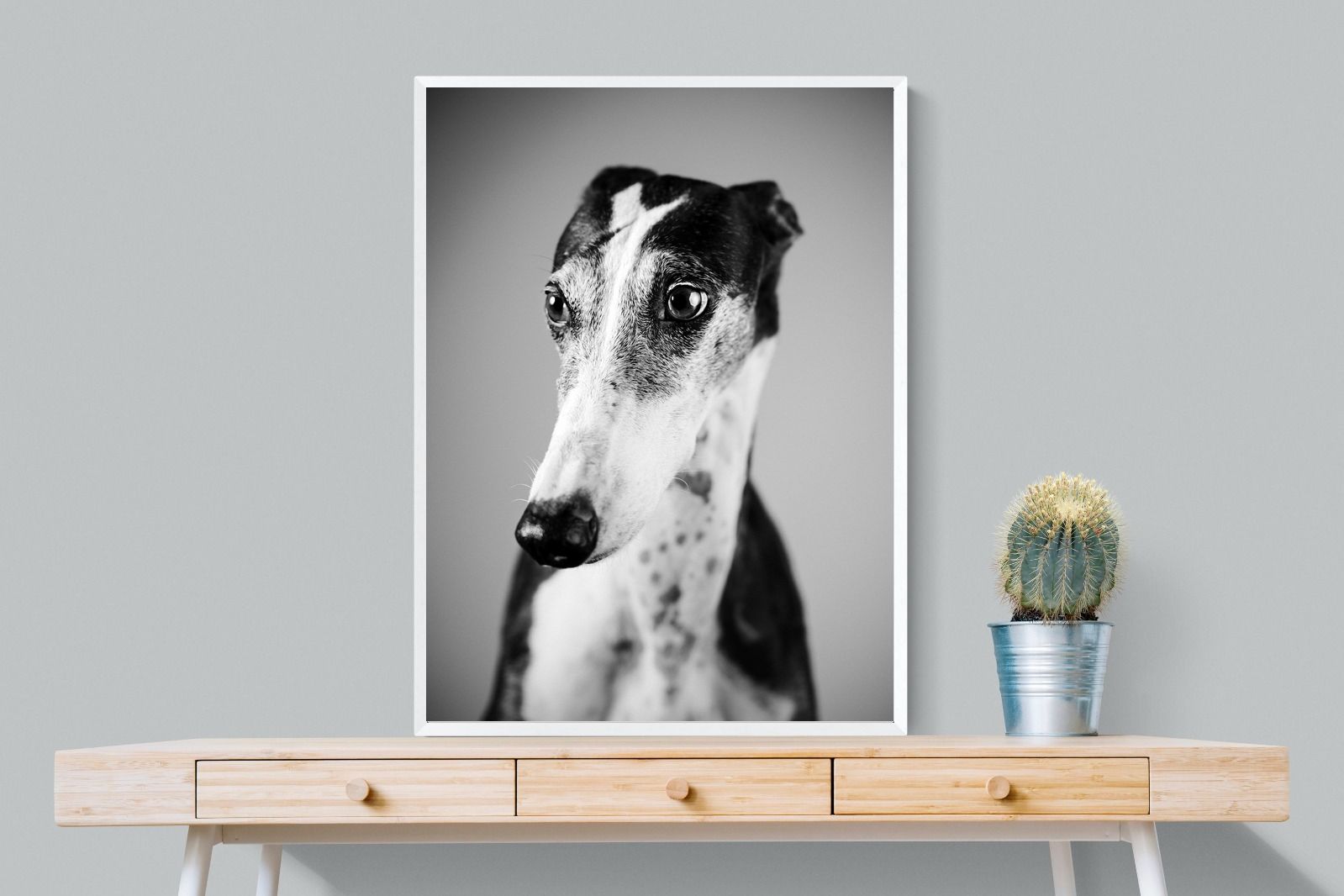 Pixalot Greyhound