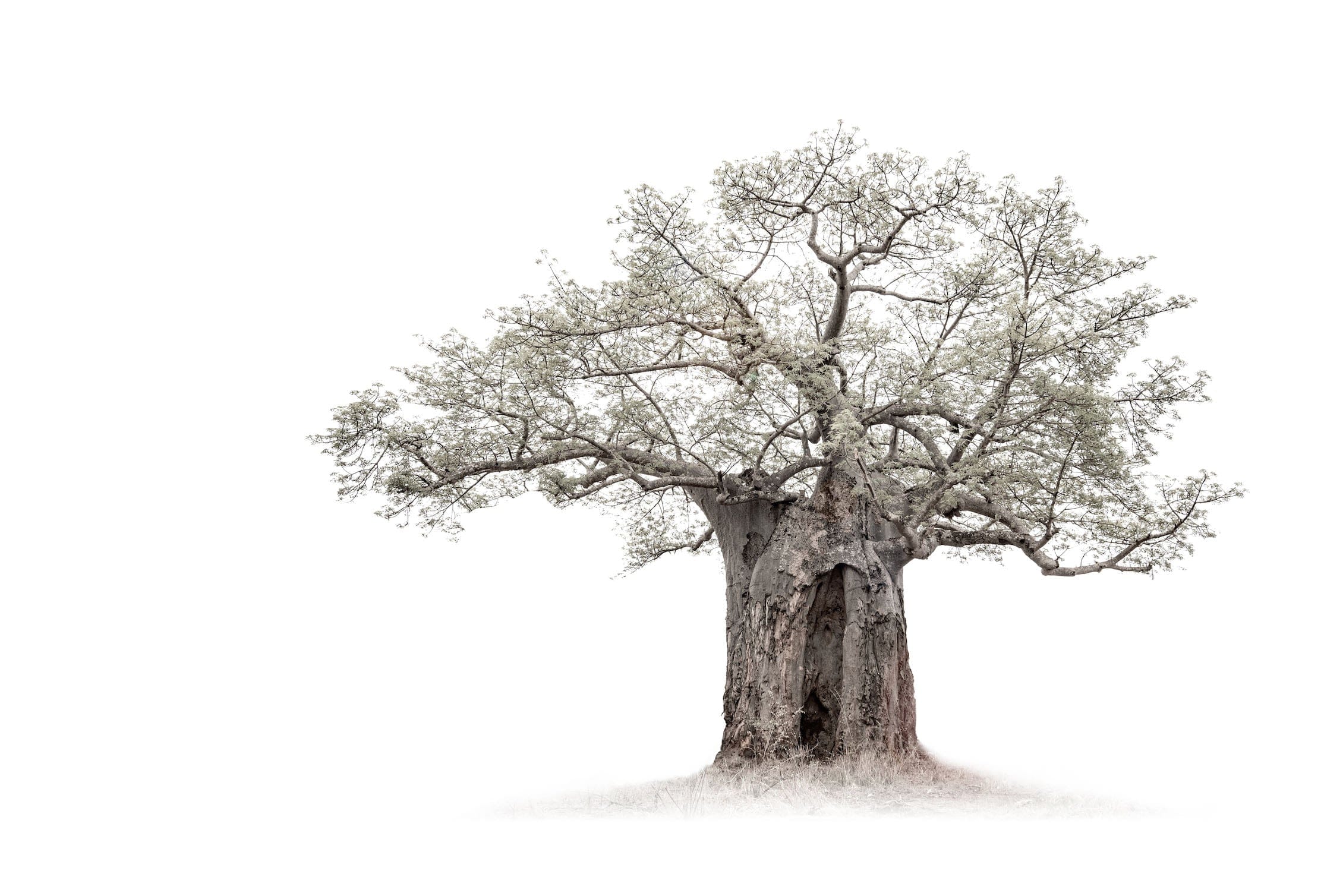 High Key Baobab-Wall_Art-Pixalot