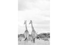 High Key Giraffes-Wall_Art-Pixalot