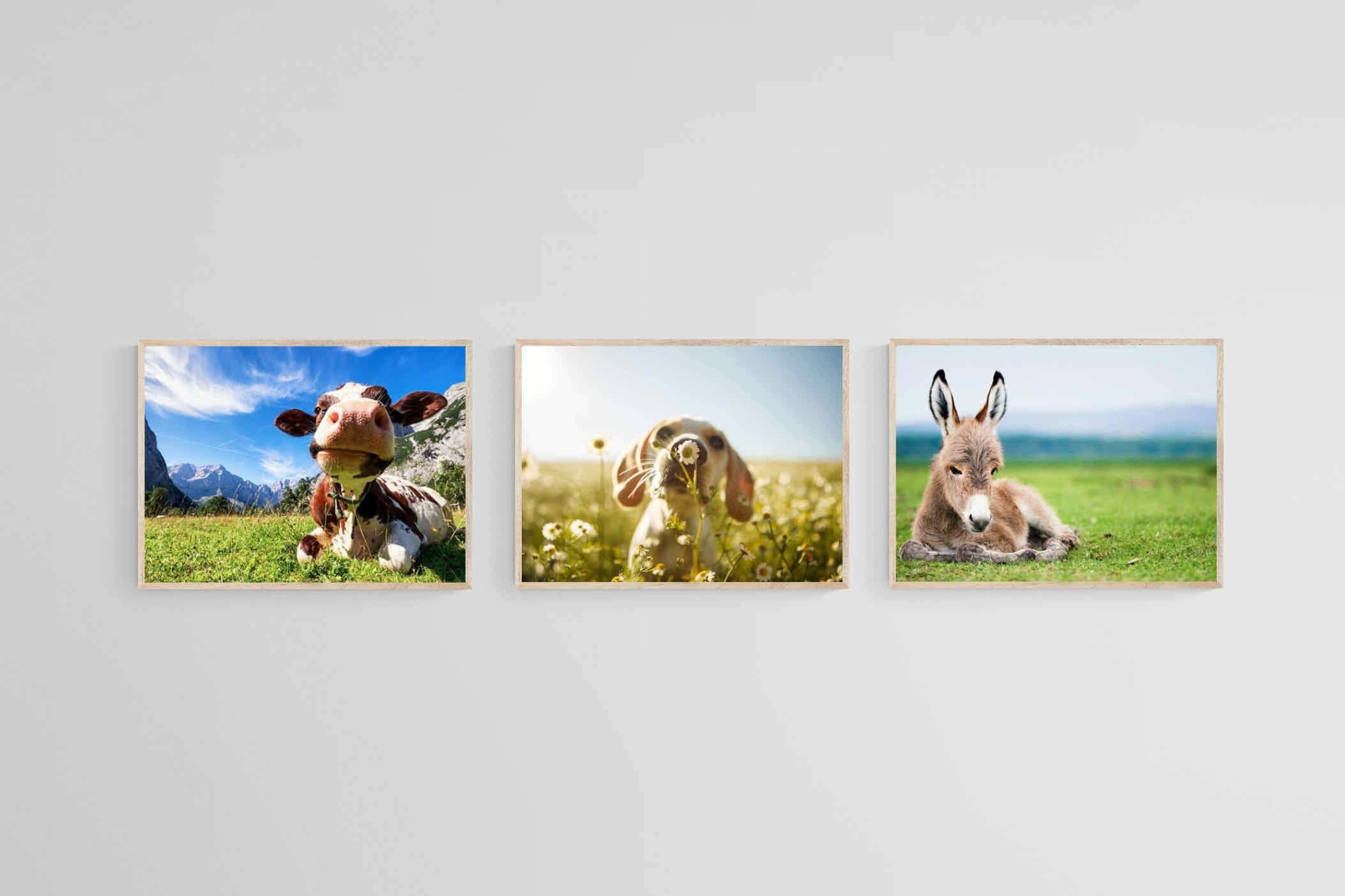 Kids Animal Set-Wall_Art-60 x 45cm (x3)-Mounted Canvas-Wood-Pixalot