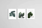 Leaf & Let Live-Wall_Art-45 x 60cm (x3)-Framed Print-White-Pixalot