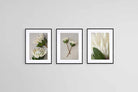Leafy White King Proteas Set-Wall_Art-45 x 60cm (x3)-Framed Print-Black-Pixalot