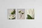 Leafy White King Proteas Set-Wall_Art-45 x 60cm (x3)-Mounted Canvas-No Frame-Pixalot