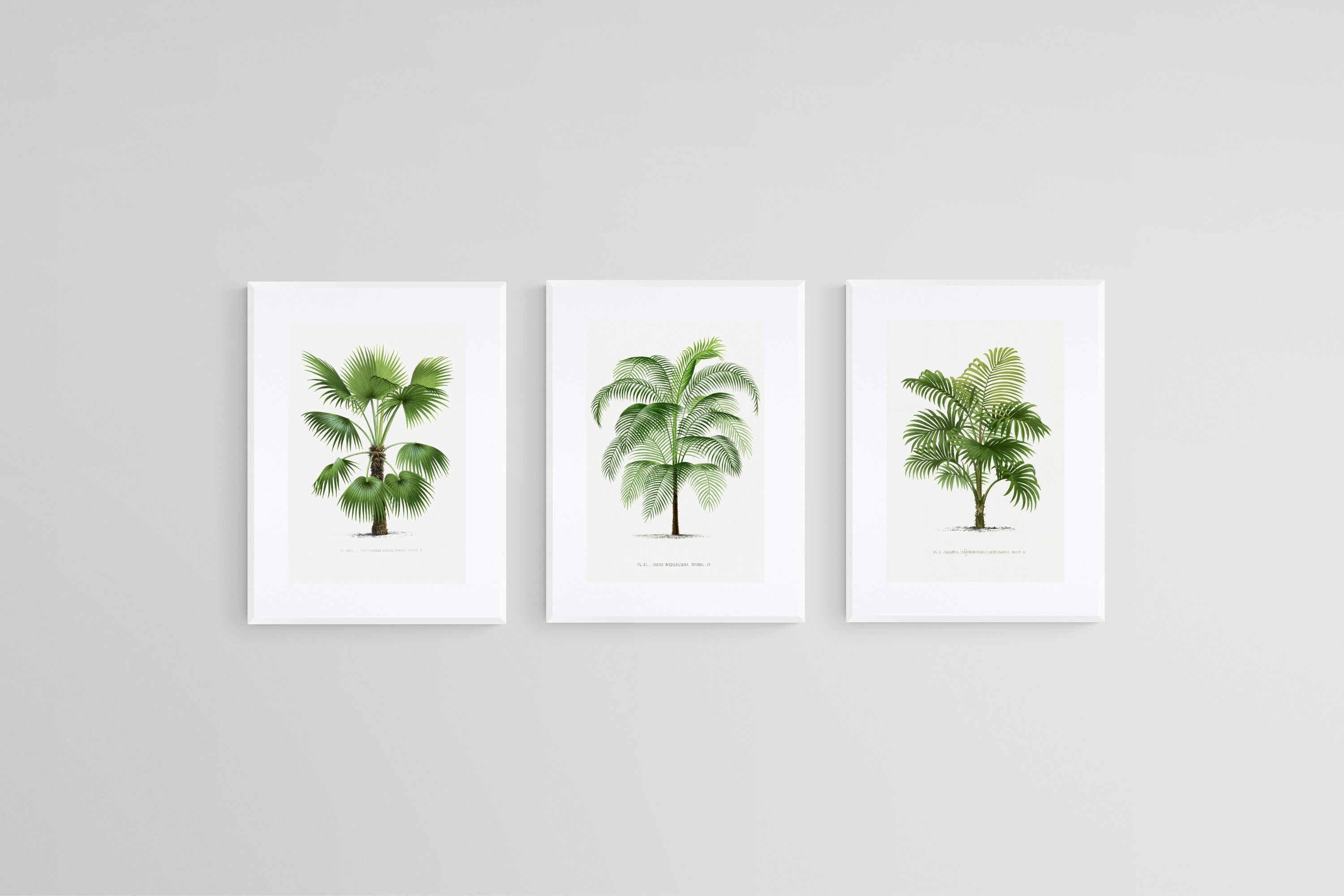 Les Palmiers Histoire Iconographique-Wall_Art-45 x 60cm (x3)-Framed Print-White-Pixalot