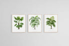 Les Palmiers Histoire Iconographique-Wall_Art-45 x 60cm (x3)-Mounted Canvas-Wood-Pixalot