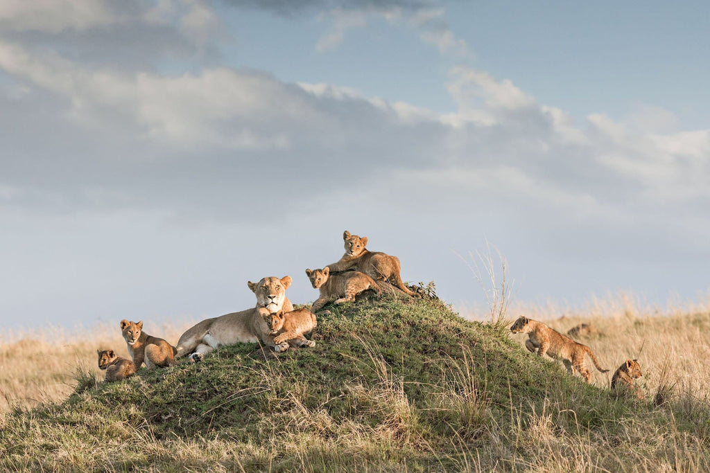 Lion Crèche-Wall_Art-Pixalot