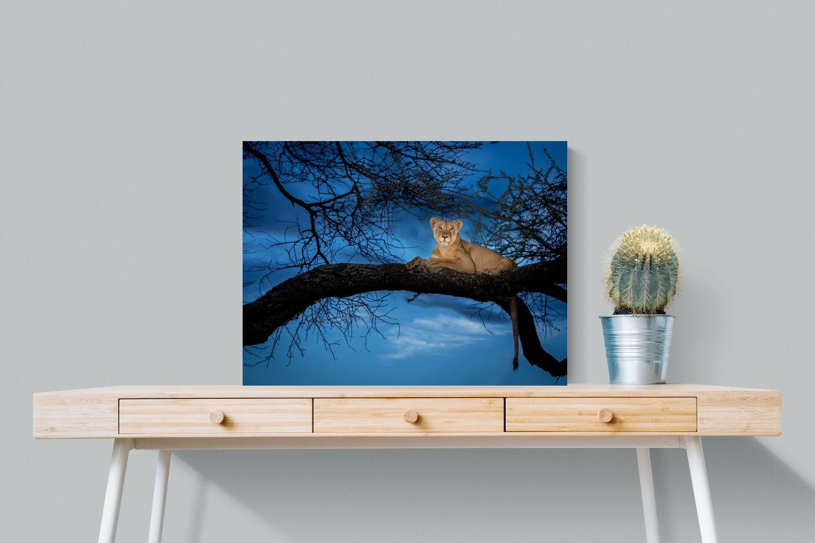 Lion at Dusk-Wall_Art-80 x 60cm-Mounted Canvas-No Frame-Pixalot