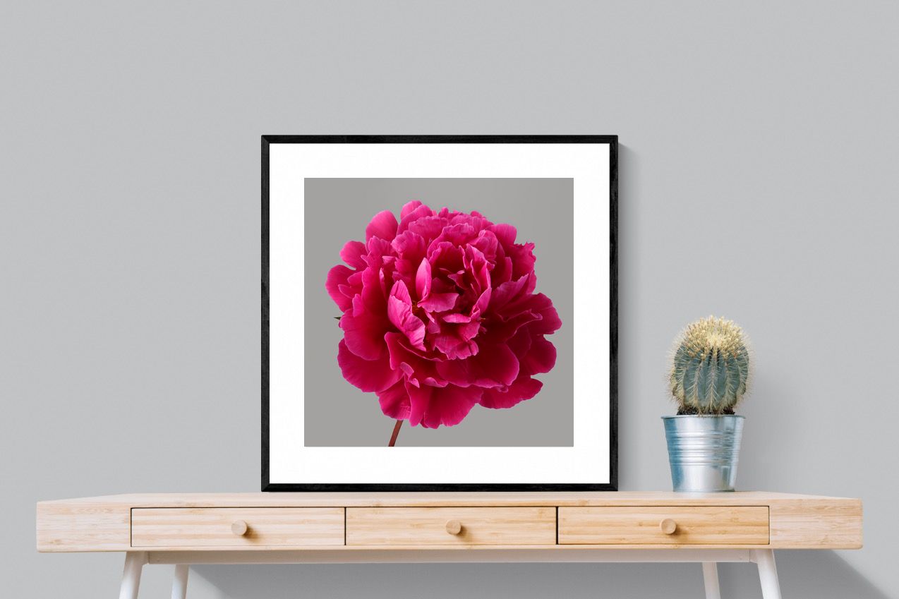 Pixalot Magenta Peony