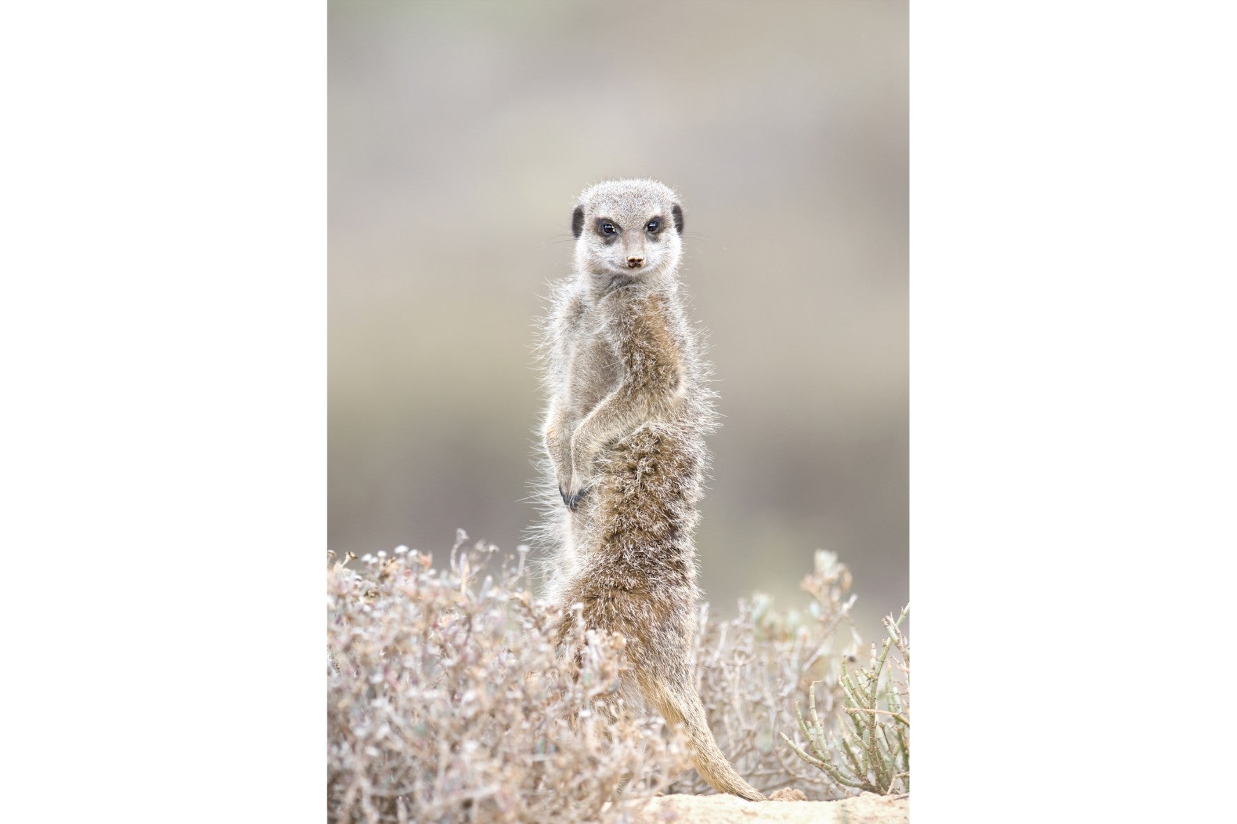 Meerkat-Wall_Art-Pixalot