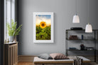 Morning Sunflowers-Wall_Art-100 x 150cm-Framed Print-White-Pixalot