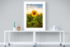 Morning Sunflowers-Wall_Art-90 x 120cm-Framed Print-White-Pixalot