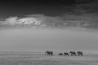 Mountain Elephants-Wall_Art-Pixalot